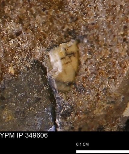 undet. Mollusca