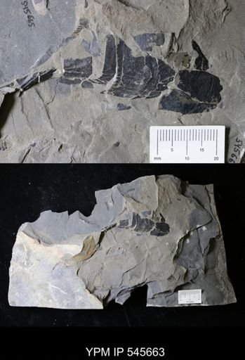 undet. Eurypterida