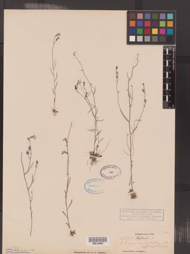 Lobelia kalmii