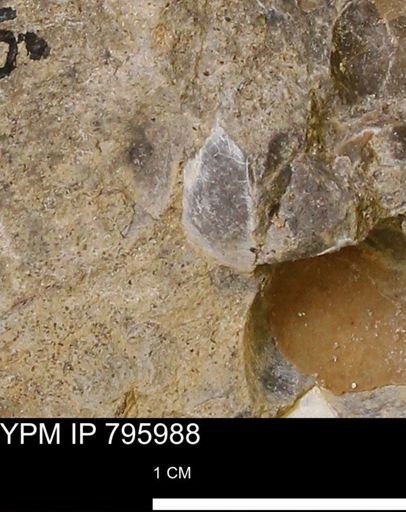 undet. Bivalvia
