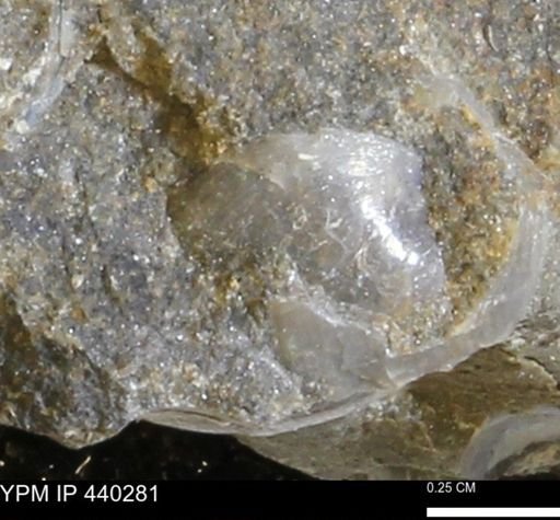 Protocardia subquadrata