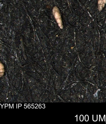 Spirolocammina planula