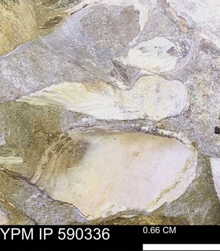 Protocardia?