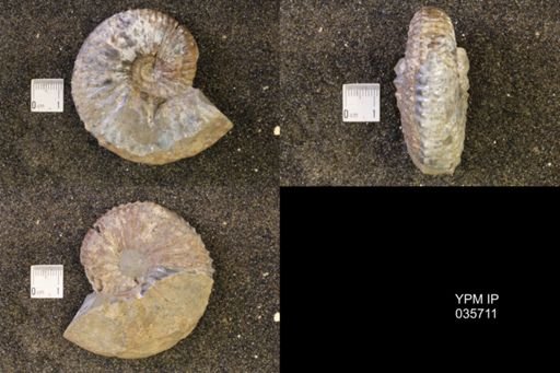 Jeletzkytes nebrascensis