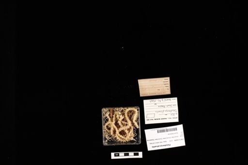 Pseudoeryx plicatilis