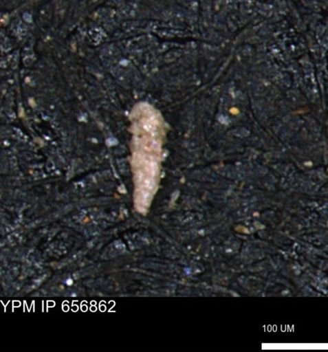 Verneuilinoides kansasensis