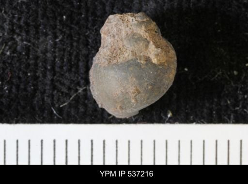 Viviparus montanaensis