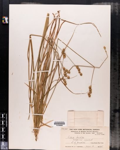 Carex brevior
