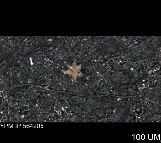 undet. Porifera