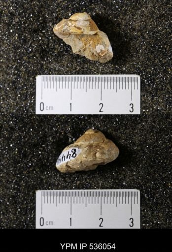 Tulotoma thompsoni