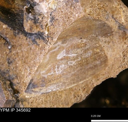 Limopsis striatopunctatus
