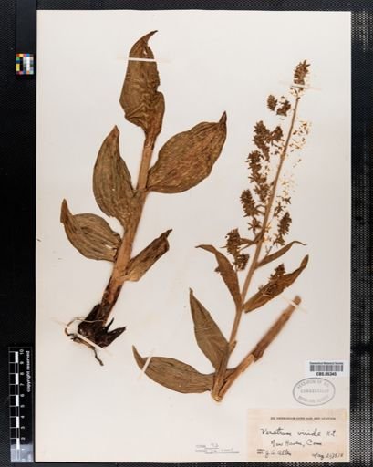 Veratrum viride