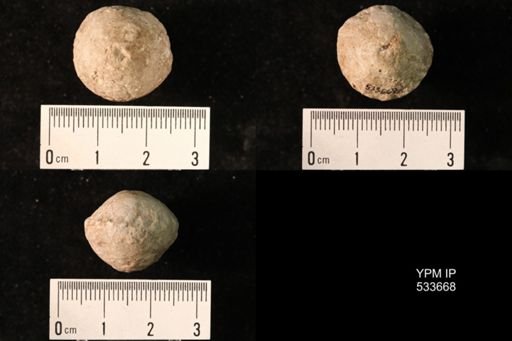 undet. Crinoidea