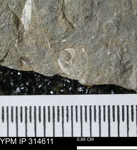 undet. Gastropoda