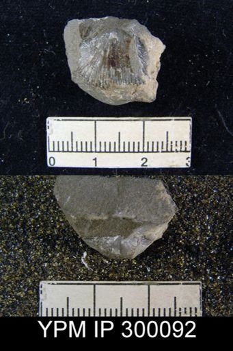 Chonetes molengraaffi