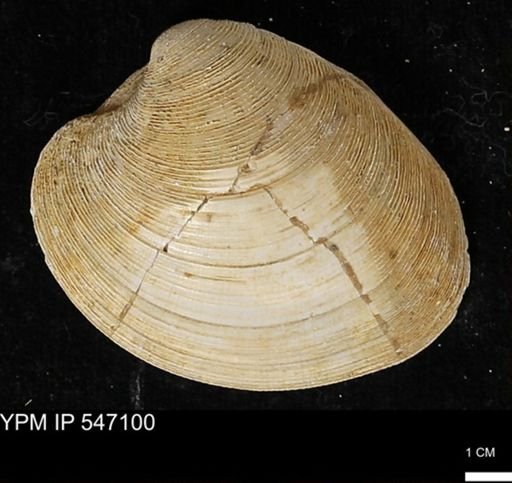 Venus mercenaria