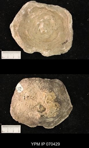 Heliolites nucella