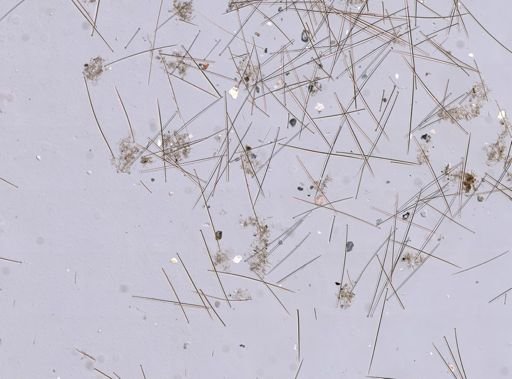 Desmacella infundibuliformis