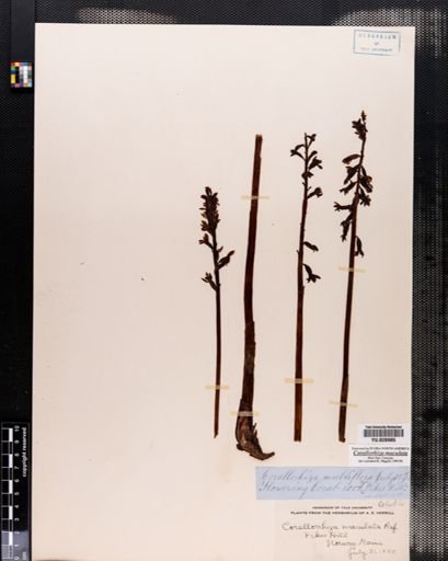 Corallorrhiza