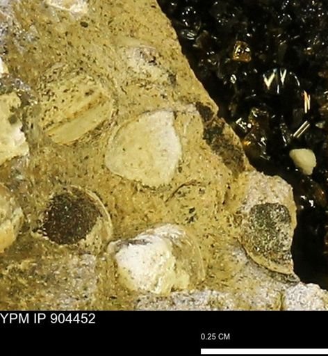 Corbulamella sp.