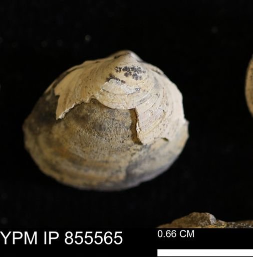 Limopsis striatopunctatus