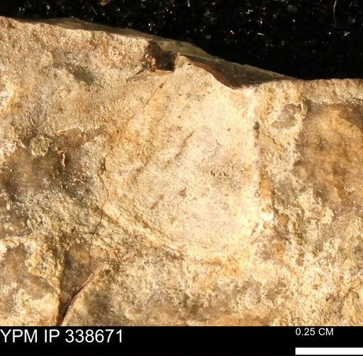 Protocardia subquadrata