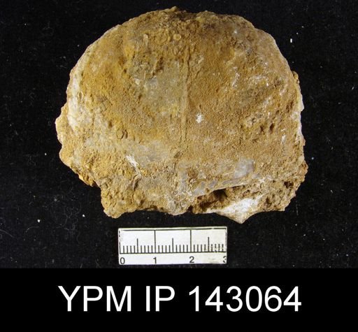 Productus (Dictyoclostus) indicus