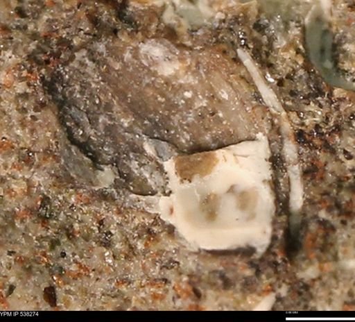 Corbulamella gregaria
