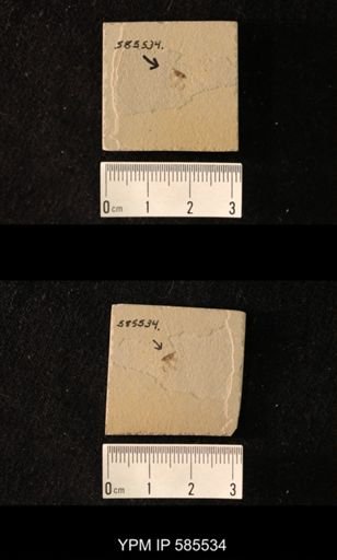 undet. Hemiptera