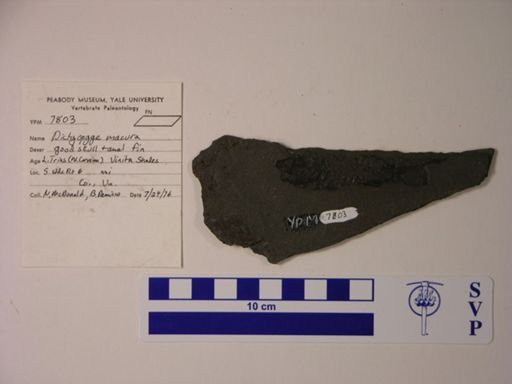 Dictyopyge macrura