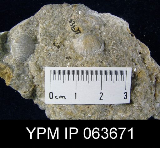 Wilsonella saffordi