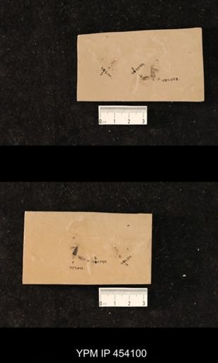 undet. Diptera