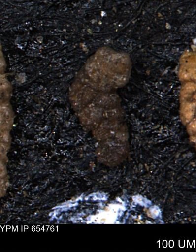 Ammobaculoides whitneyi