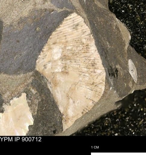 Hoploscaphites?