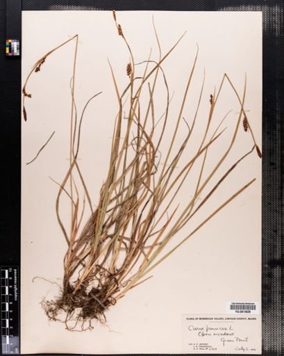 Carex panicea