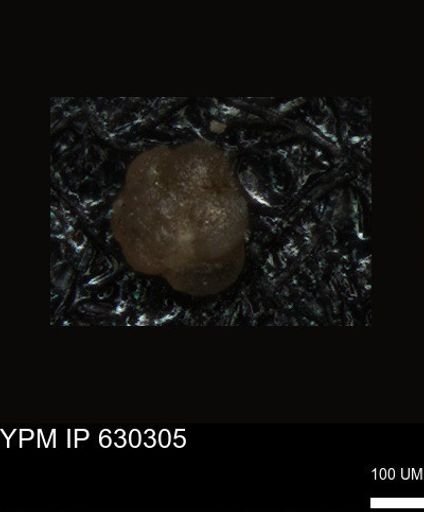 undet. Foraminiferida