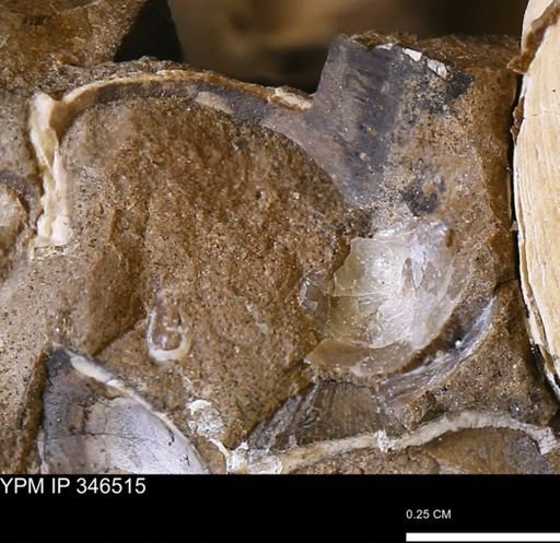 undet. Bivalvia