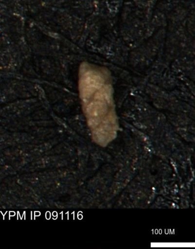 undet. Foraminiferida