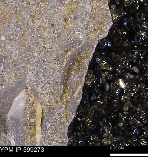 Protocardia subquadrata