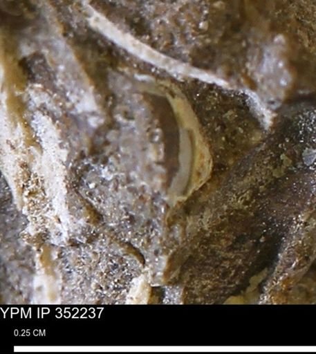 undet. Mollusca