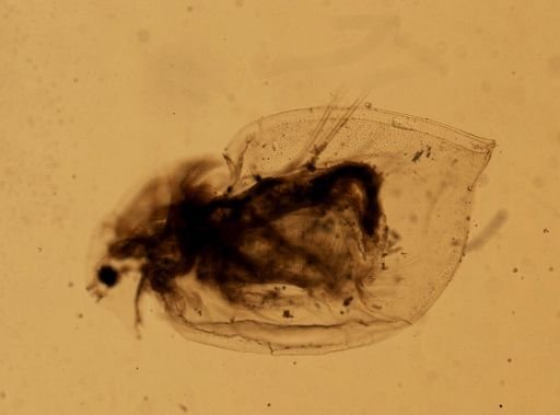 Daphnia pulex