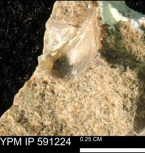 undet. Bivalvia