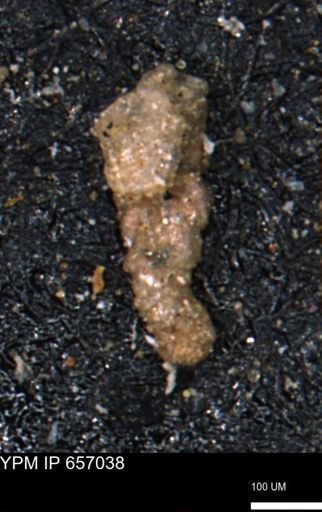 Ammobaculoides whitneyi