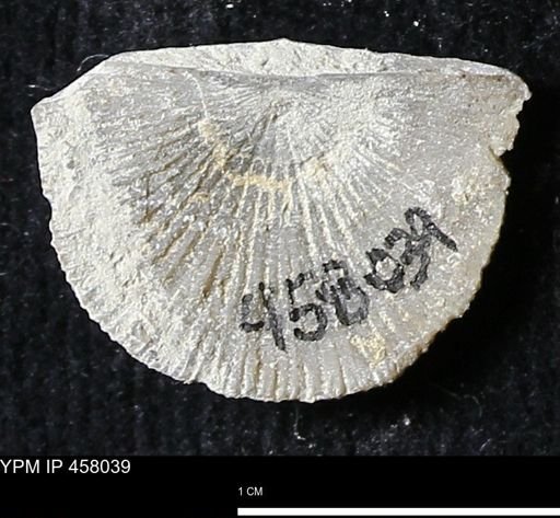 Strophodonta sp.