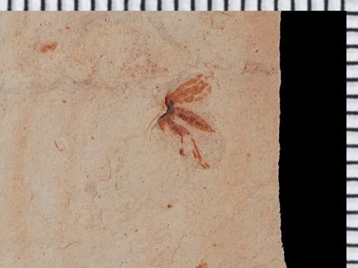 undet. Diptera