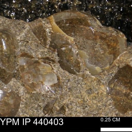 Protocardia subquadrata