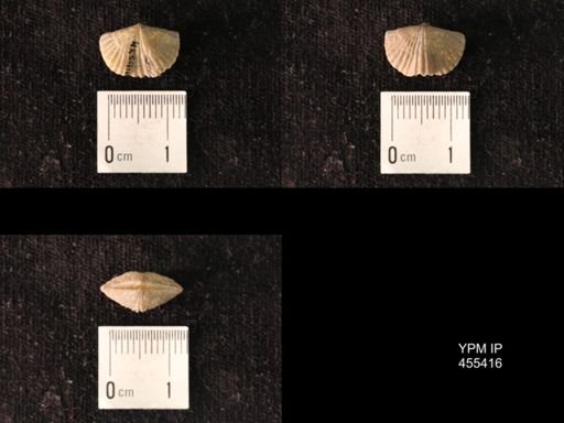 Platystrophia morrowensis