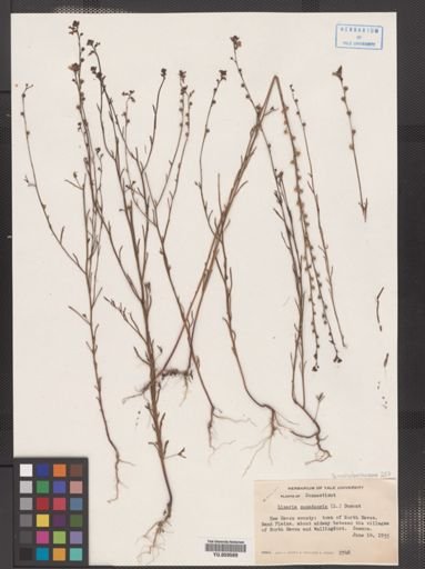 Linaria canadensis