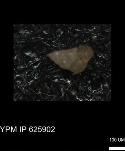 Heterohelicidae