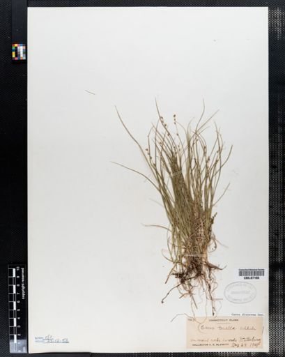 Carex disperma